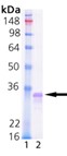 SDS-PAGE (LIN28A-1577H).jpg